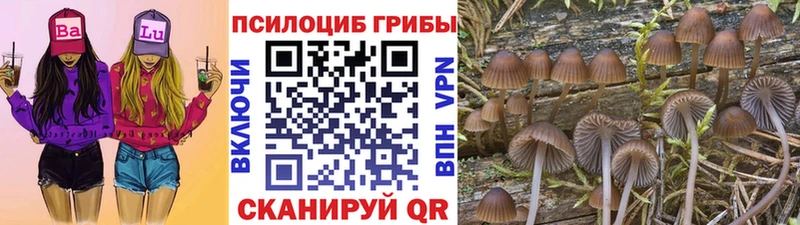 Псилоцибиновые грибы Psilocybine cubensis  Купить  Курлово 